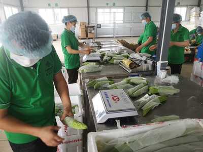 【經(jīng)濟(jì)日報客戶端】供銷系統(tǒng)積極服務(wù)鄉(xiāng)村振興