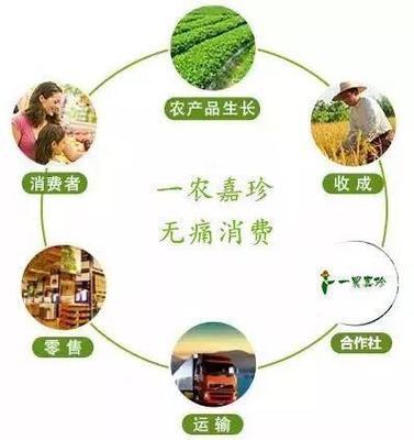 助農產銷 構建高效流通服務，解決農民銷售痛點